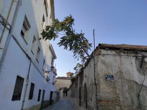 acacias